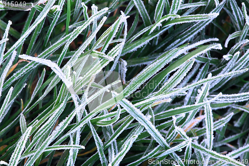 Image of Frosty grass