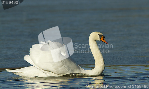 Image of Mute Swan