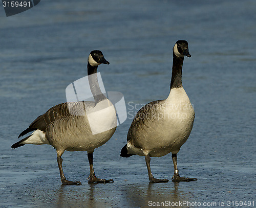 Image of Canadian Goose