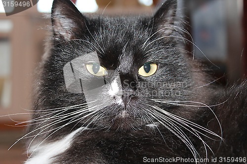 Image of muzzle of black cat