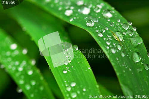 Image of Raindrops on grass