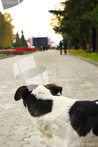 Image of Offended dog finds the freedom from its masters