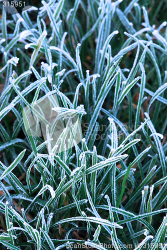 Image of Frosty grass