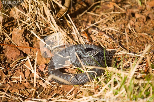 Image of Mortal danger: northern European viper attacks