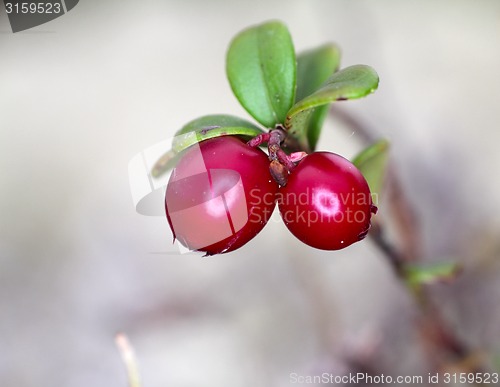 Image of Red cranberries