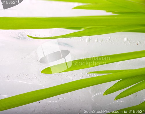 Image of stalks of green grass on background of spring ice macro