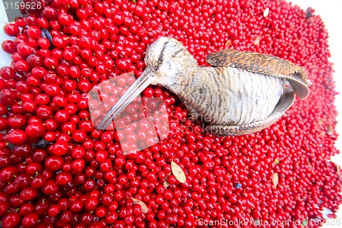 Image of hunting scene  bird with red berries