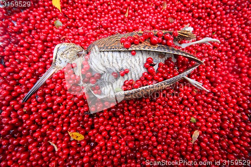 Image of hunting scene bird with red berries