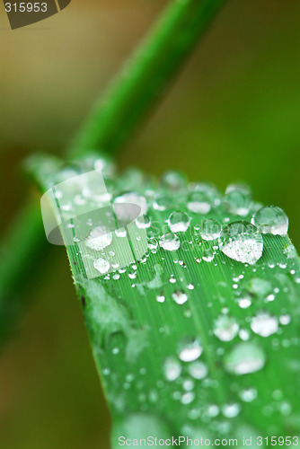 Image of Raindrops on grass