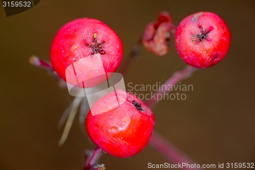 Image of Red fruits of mountain ash