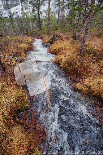 Image of Fast stream in the taiga