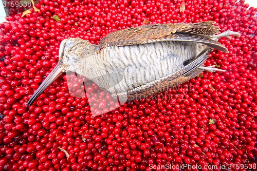 Image of hunting scene  bird with red berries