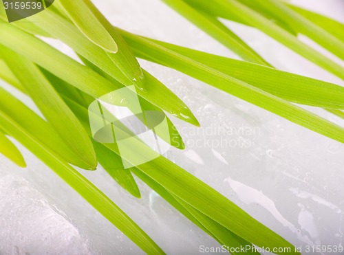 Image of stalks of green grass on background of spring ice macro