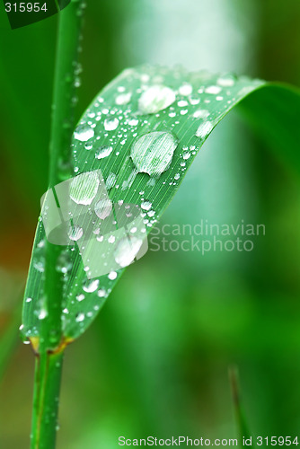 Image of Raindrops on grass