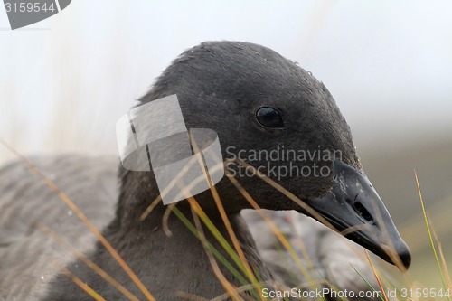 Image of Unusual black goose is resting on reindeer moss