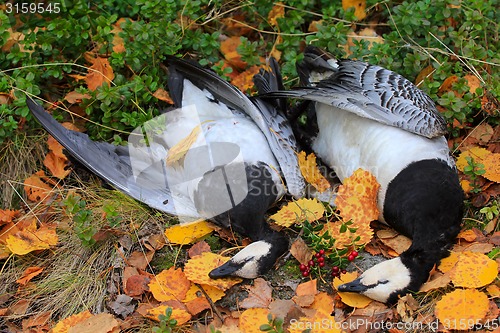 Image of Trophies Northern hunting geese