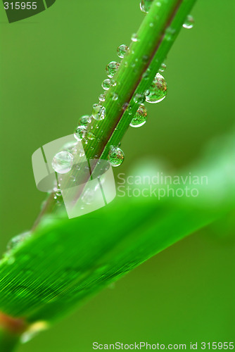 Image of Raindrops on grass