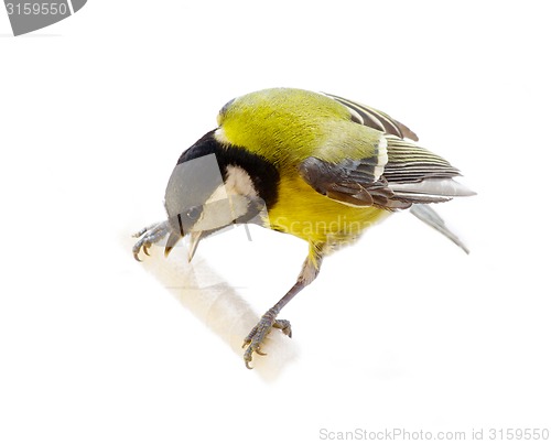 Image of titmouse bird isolated 