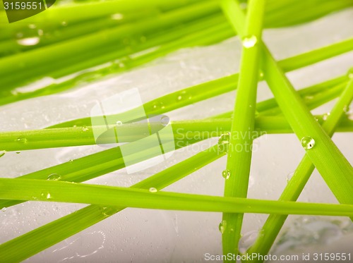 Image of stalks of green grass on background of spring ice macro