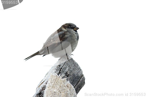 Image of sparrow on the wood with hoarfrost