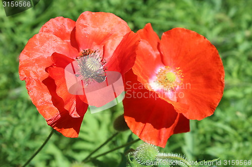 Image of  beautiful flowers of red poppy