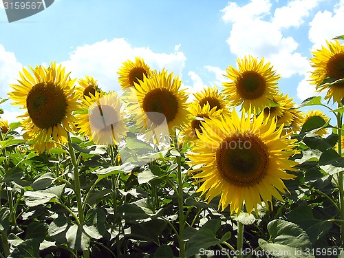 Image of beautiful sunflowers