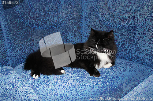 Image of black cat sleeping on the blue sofa