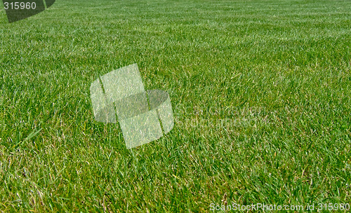 Image of Big grass