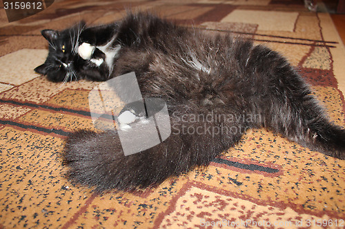 Image of black cat sleeping on the carpet