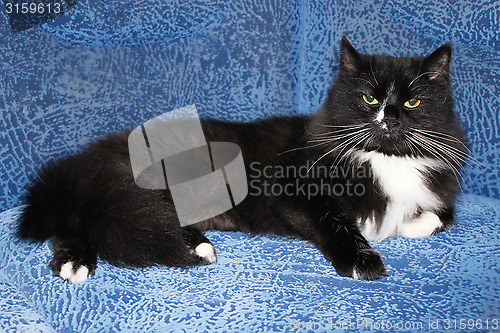 Image of black cat sleeping on the blue sofa