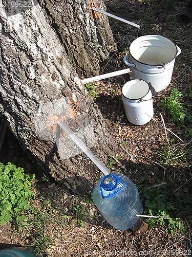 Image of extraction of birch juice
