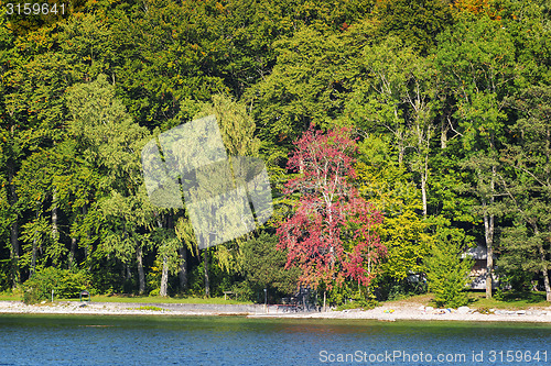 Image of trees lake tutzing