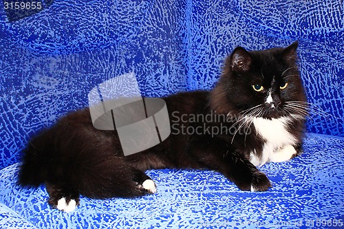 Image of black cat sleeping on the blue sofa