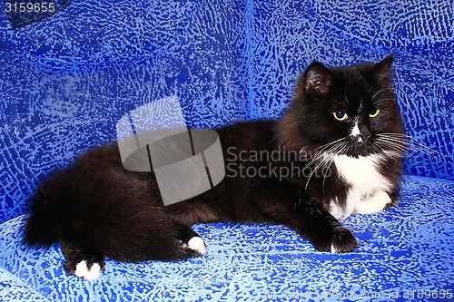 Image of black cat sleeping on the blue sofa