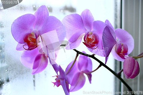 Image of big branch of blossoming pink orchid