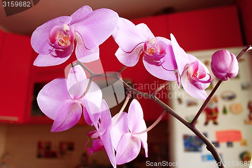 Image of big branch of blossoming pink orchid in the kitchen