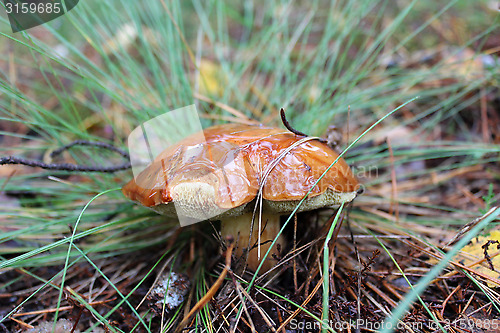 Image of Beautiful mushroom Suillus in the grass