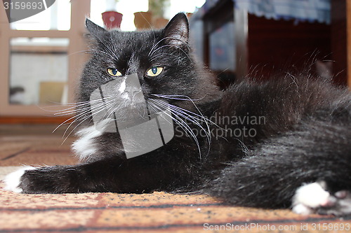 Image of black cat sleeping on the carpet