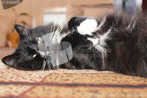 Image of black cat sleeping on the carpet