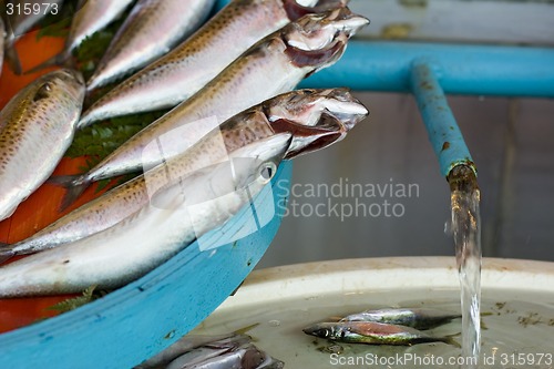 Image of fresh fish in a turkish market