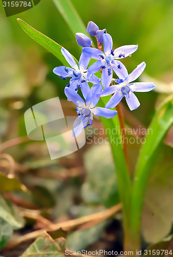 Image of violets flowers blooming 