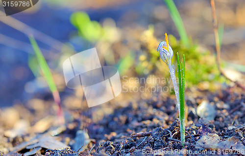 Image of Field with white crocuses 