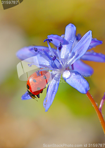 Image of violets flowers blooming on field