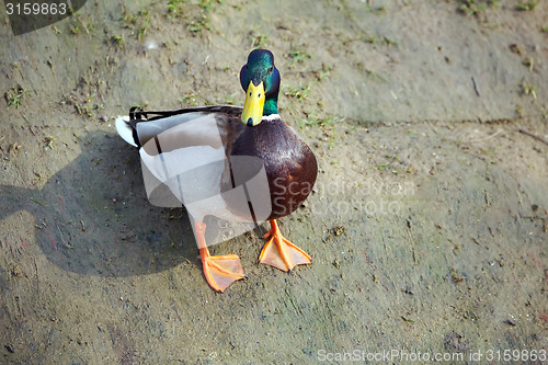 Image of cute mallard