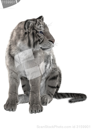 Image of White Tiger