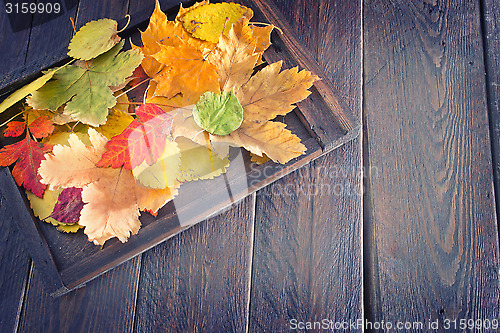 Image of autumn leaves