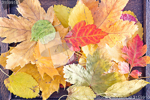 Image of autumn leaves