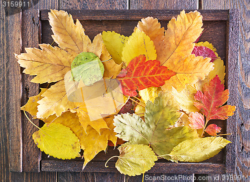Image of autumn leaves