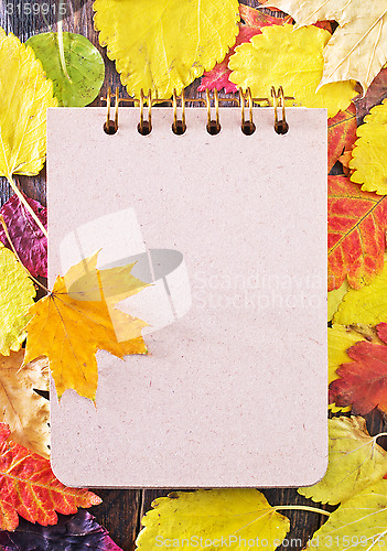 Image of autumn leaves