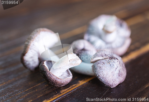 Image of mushrooms